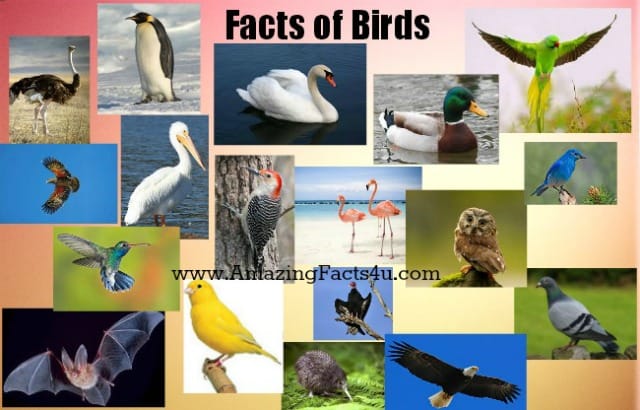 Birds - Amazing Facts 4 u