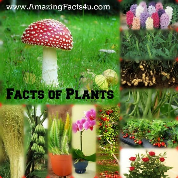 Plants - Amazing Facts 4 u