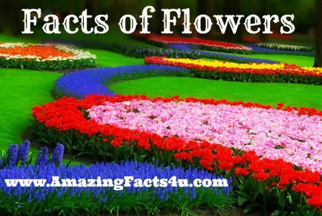 Flowers - Amazing Facts 4 u