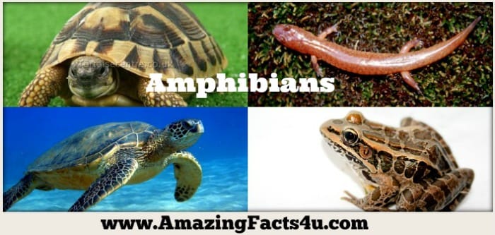 Amphibians - Amazing Facts 4 u