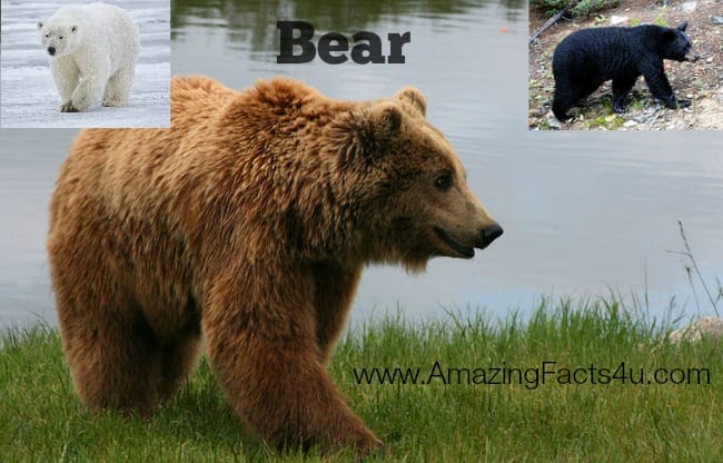 Bear - Amazing Facts 4 u