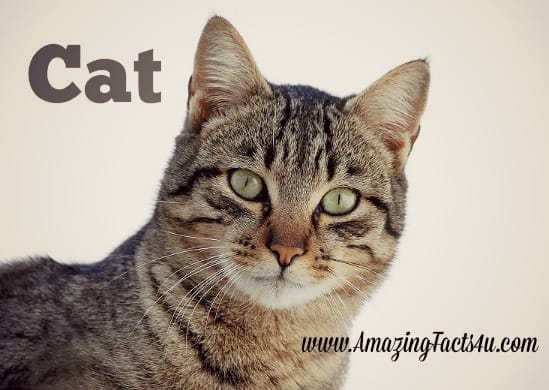 Cat - Amazing Facts 4 u