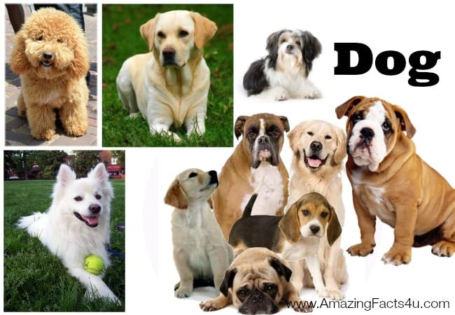 Dogs - Amazing Facts 4 u