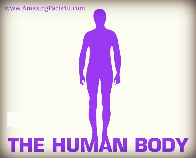 Human Body - Amazing Facts 4 u