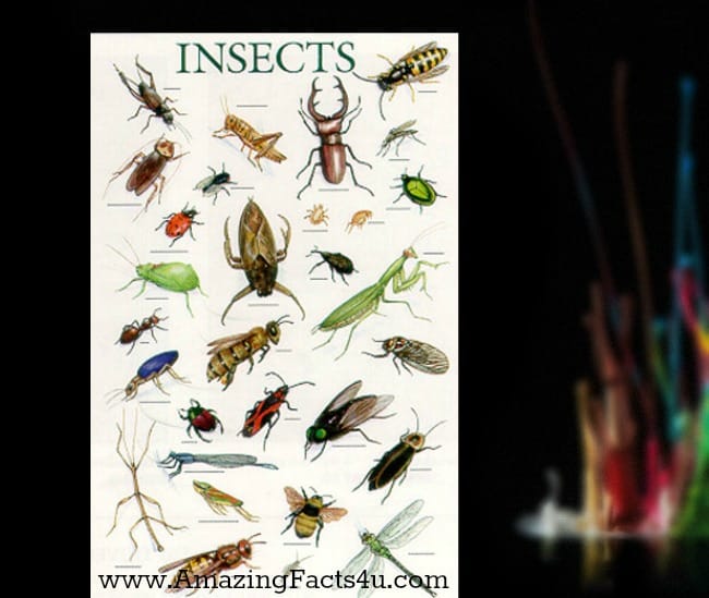 Insects - Amazing Facts 4 u