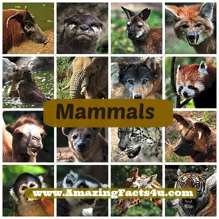 Mammals - Amazing Facts 4 u