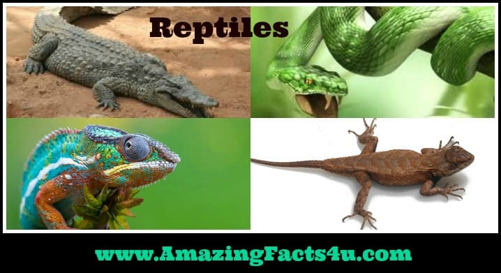 Reptiles - Amazing Facts 4 u