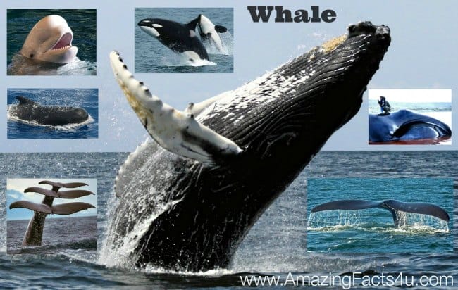 Whale - Amazing Facts 4 u