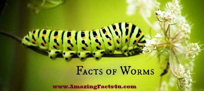Worms - Amazing Facts 4 u