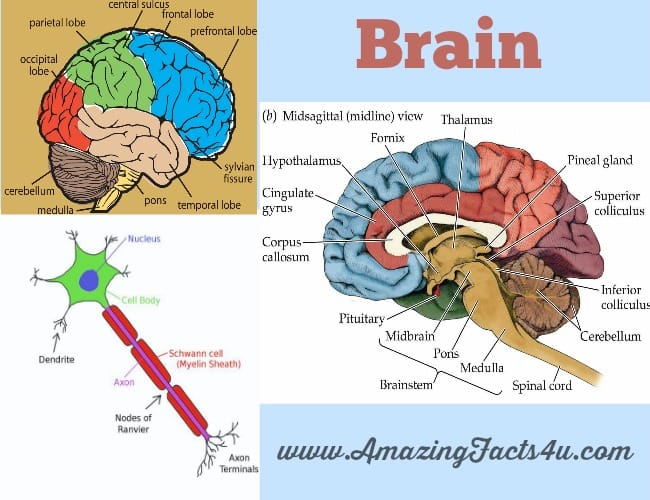 Brain - Amazing Facts 4 u