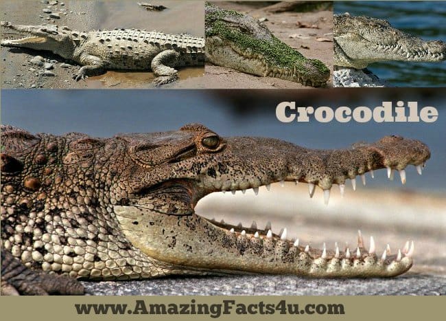 Crocodile - Amazing Facts 4 u