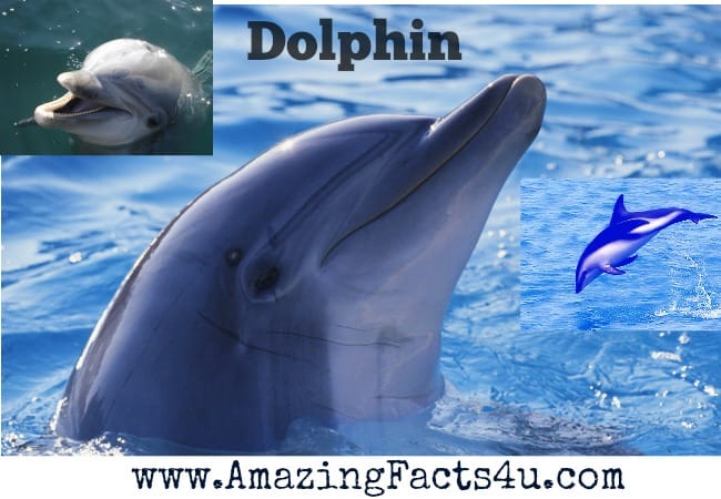 Dolphin - Amazing Facts 4 u