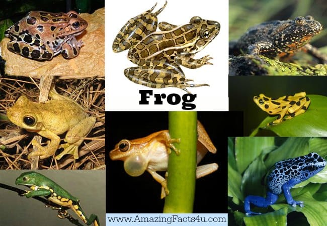 Frog - Amazing Facts 4 u