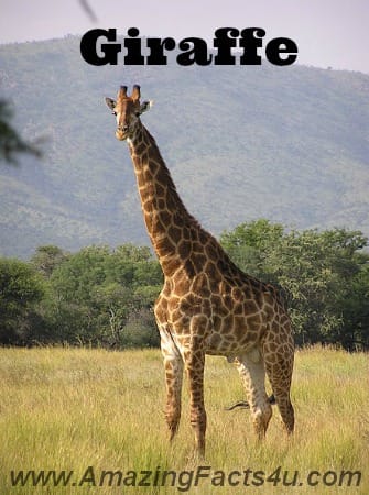 Giraffe - Amazing Facts 4 u
