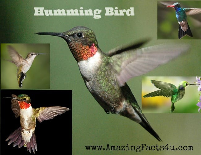 Humming Bird - Amazing Facts 4 u