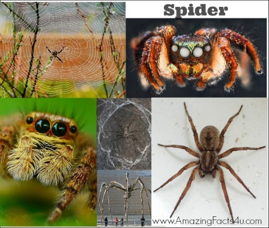 Spider - Amazing Facts 4 u