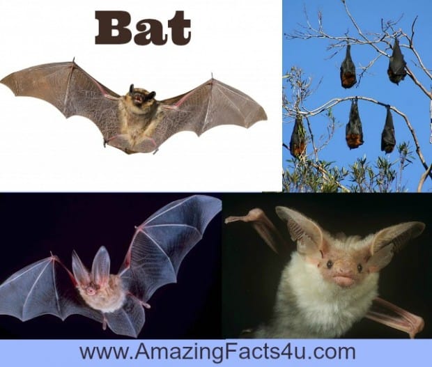 Bat - Amazing Facts 4 u