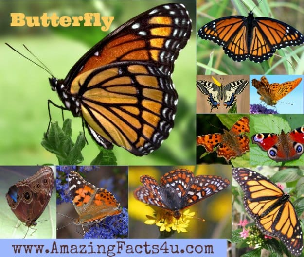 Butterflies - Amazing Facts 4 u