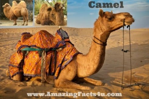 Camel - Amazing Facts 4 u