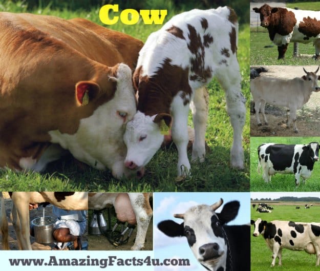 Cow - Amazing Facts 4 u
