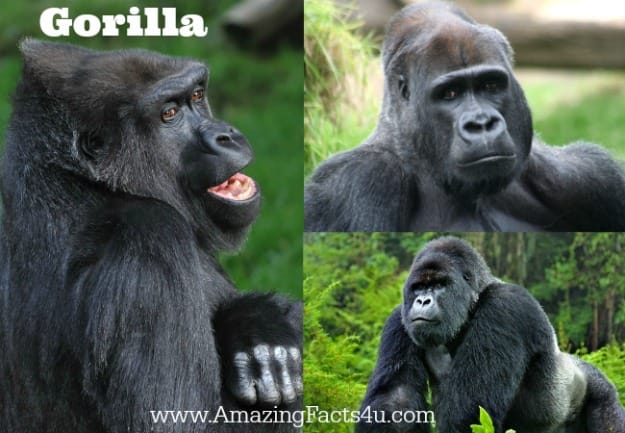 Gorilla - Amazing Facts 4 u