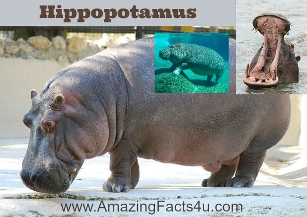 Hippopotamus - Amazing Facts 4 u