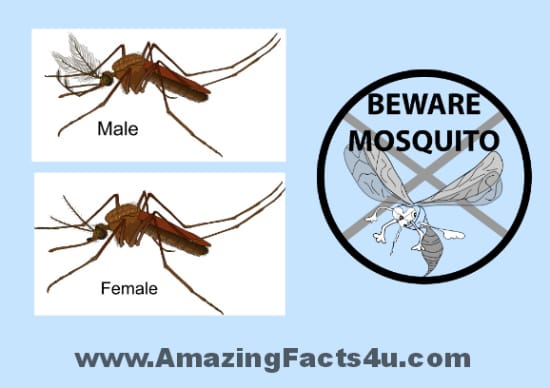 Mosquito - Amazing Facts 4 u
