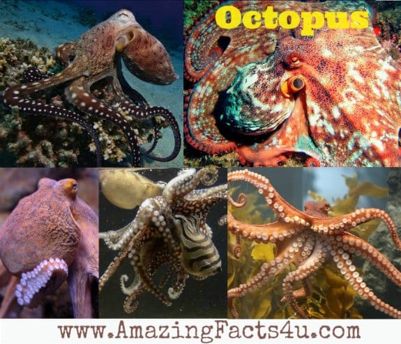 Octopus - Amazing Facts 4 u