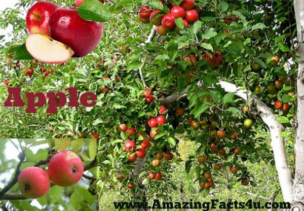 Apples - Amazing Facts 4 u