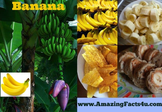 Banana - Amazing Facts 4 u