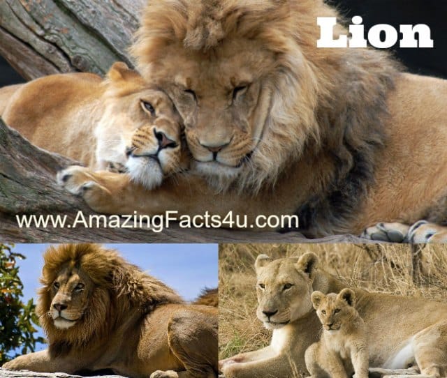 Lion - Amazing Facts 4 u