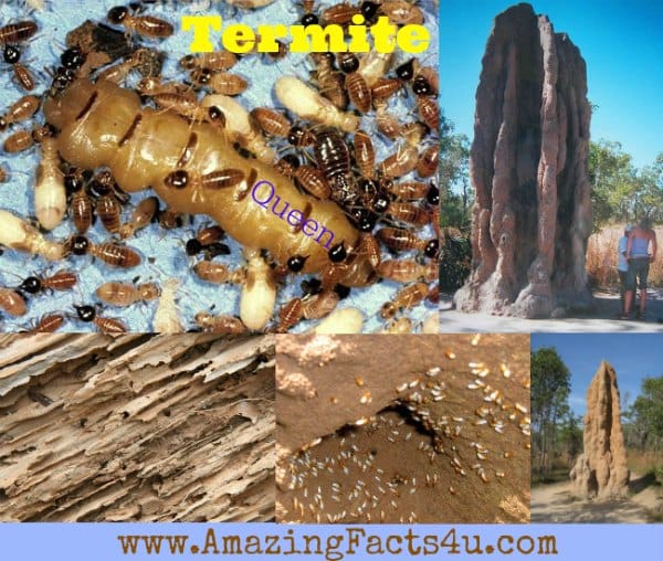 Termite - Amazing Facts 4 u