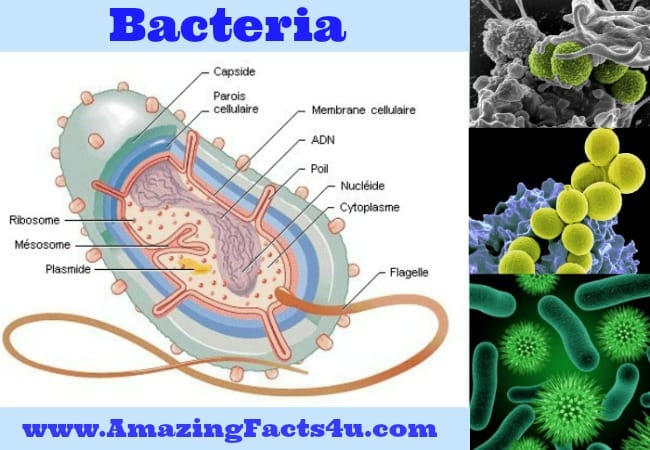 Bacteria (Part 2) - Amazing Facts 4 u