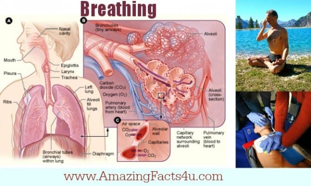 Breathing - Amazing Facts 4 u