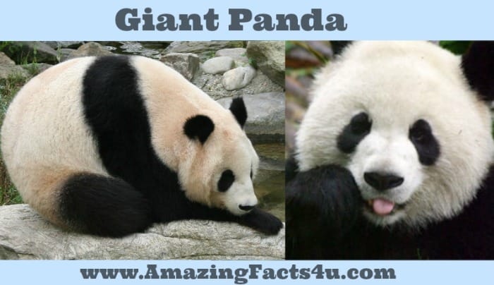Giant Panda - Amazing Facts 4 u