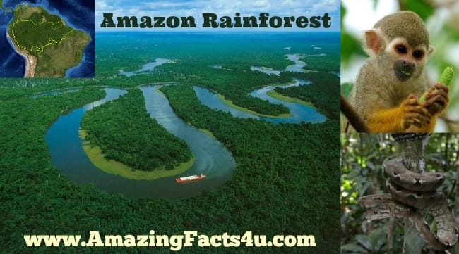 Amazon Rainforest - Amazing Facts 4 u