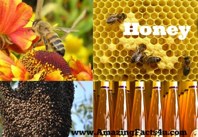 Honey - Amazing Facts 4 u