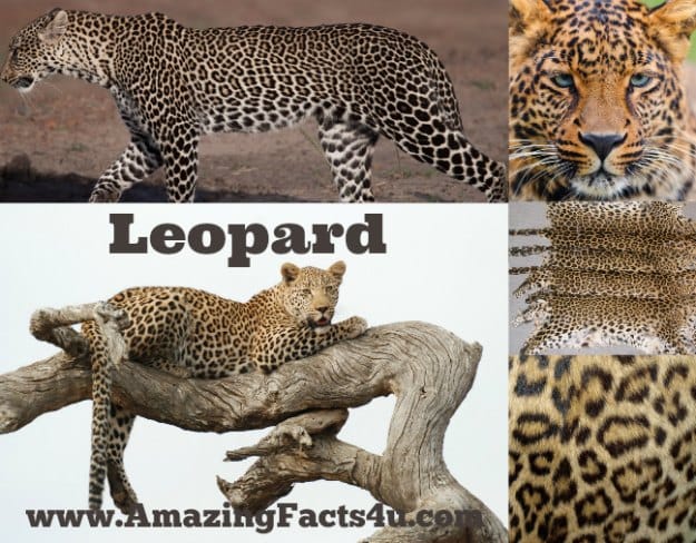 Leopard - Amazing Facts 4 u