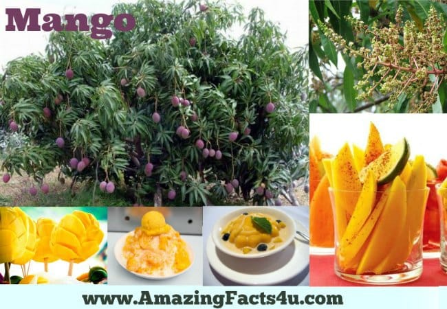 Mango - Amazing Facts 4 u