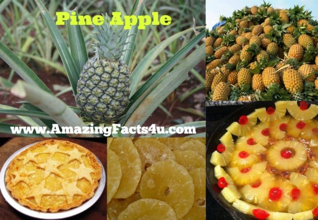 Pine Apple - Amazing Facts 4 u