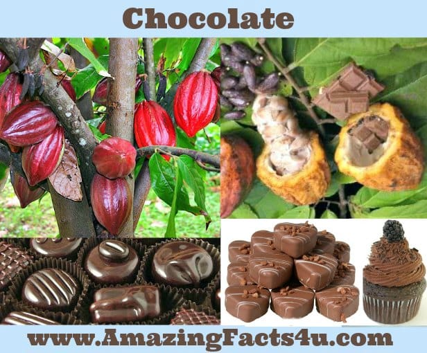 Chocolate - Amazing Facts 4 u