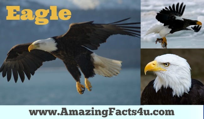 Eagle - Amazing Facts 4 u