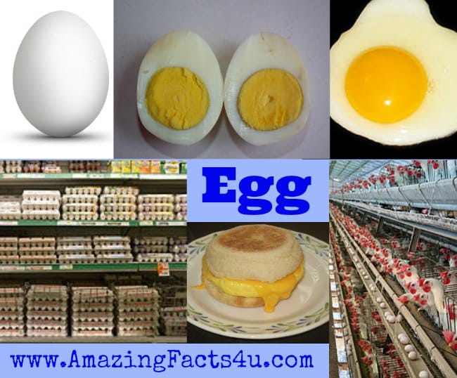 Egg - Amazing Facts 4 u