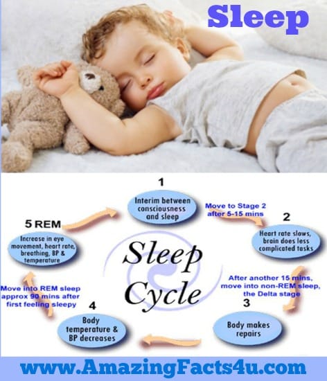 Sleep - Amazing Facts 4 u