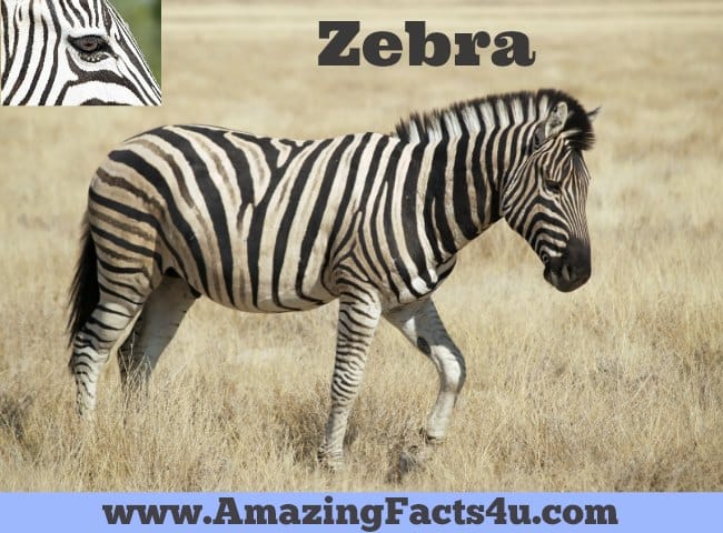 Zebra - Amazing Facts 4 u