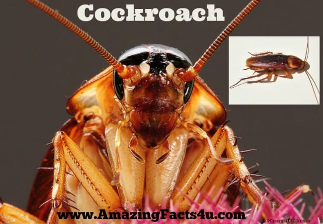 Cockroach - Amazing Facts 4 u