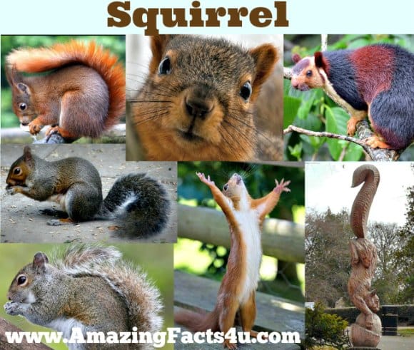 Squirrel - Amazing Facts 4 u