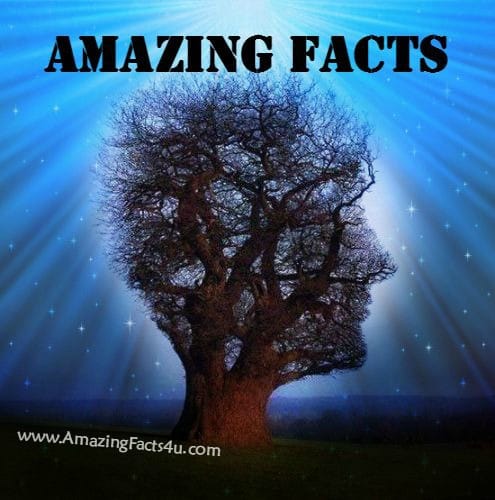 Amazing Facts - Amazing Facts 4 u