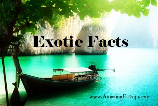 Exotic Facts - Amazing Facts 4 u