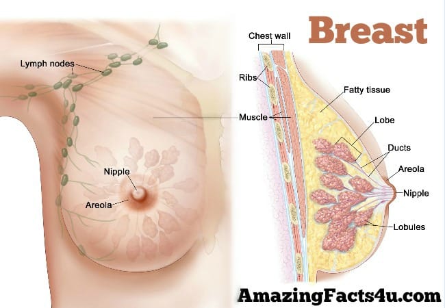 Breast Amazing facts